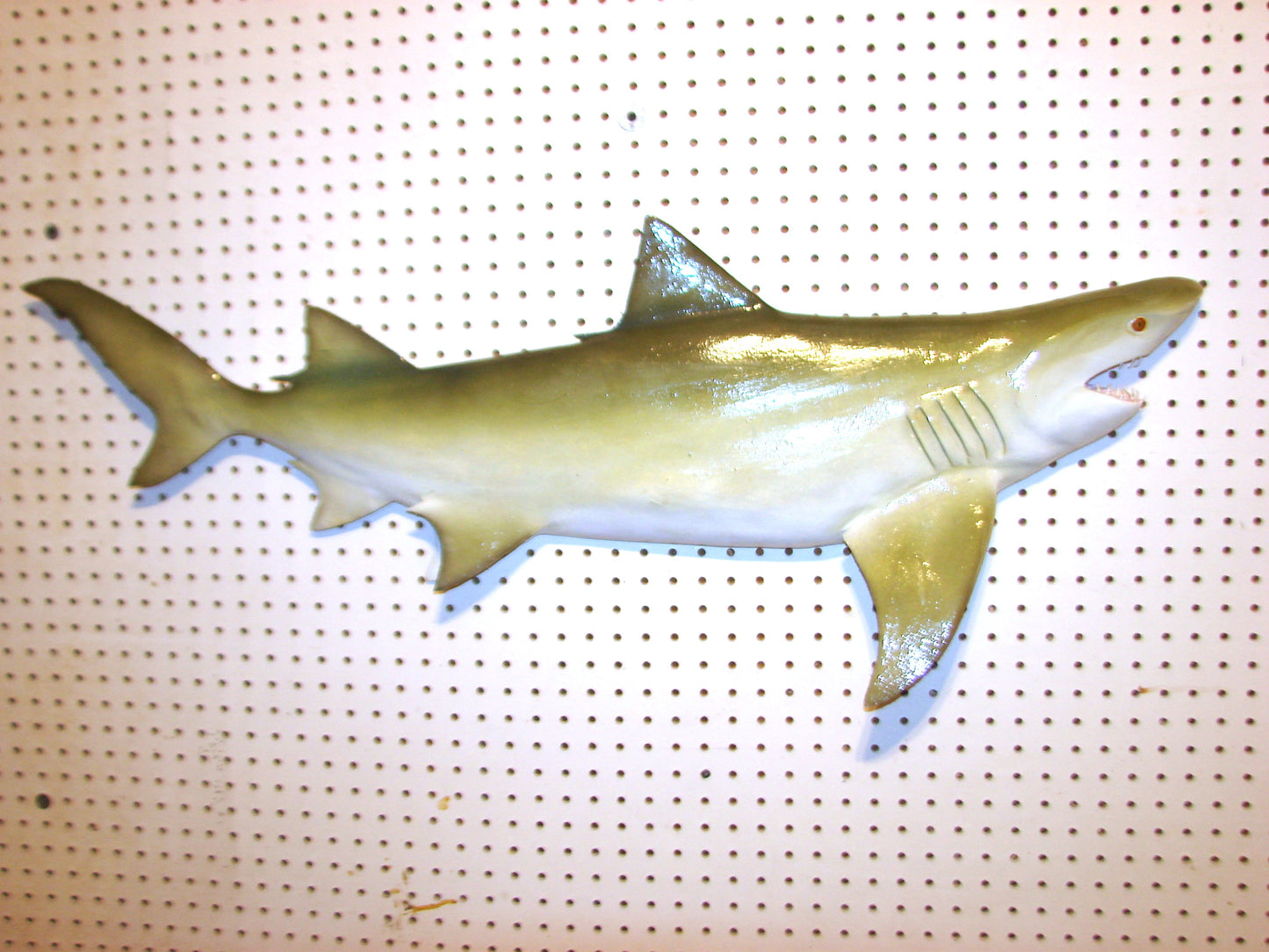 Lemon Shark Fish Mount FREE SHIPPING