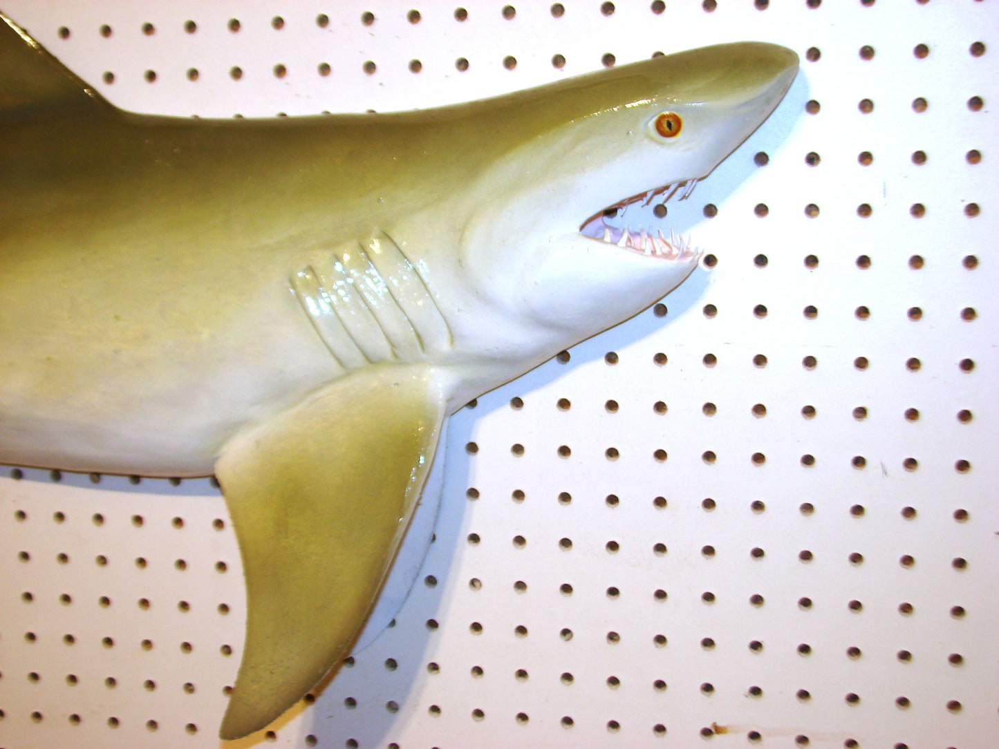 Lemon Shark Fish Mount FREE SHIPPING