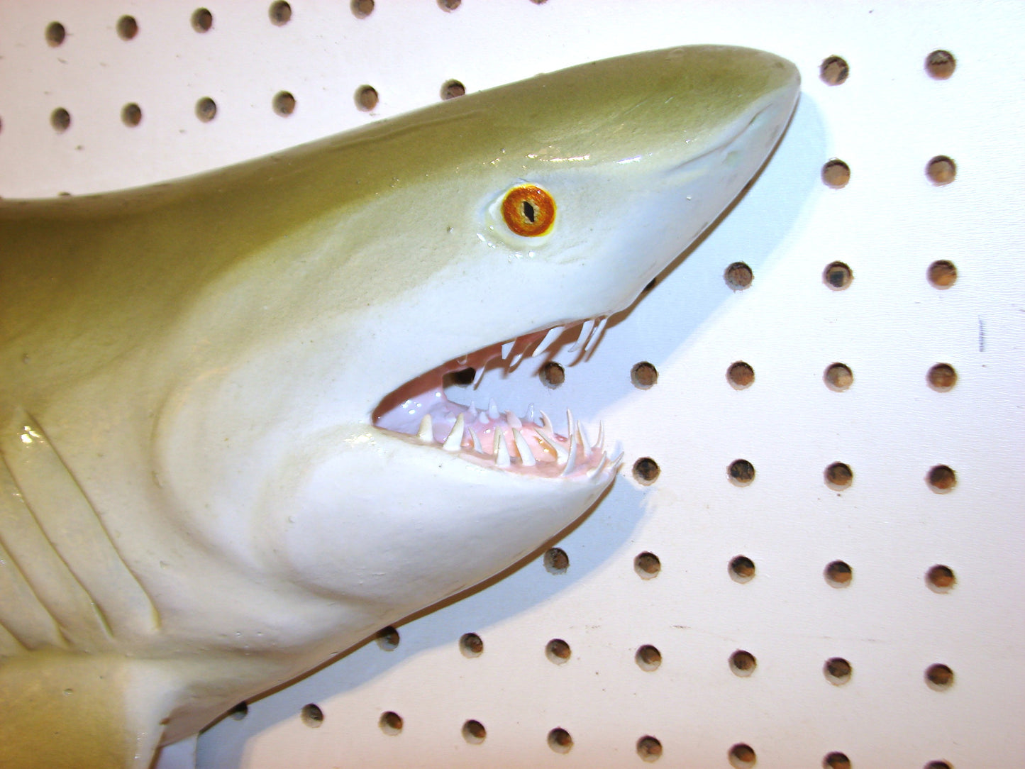 Lemon Shark Fish Mount FREE SHIPPING