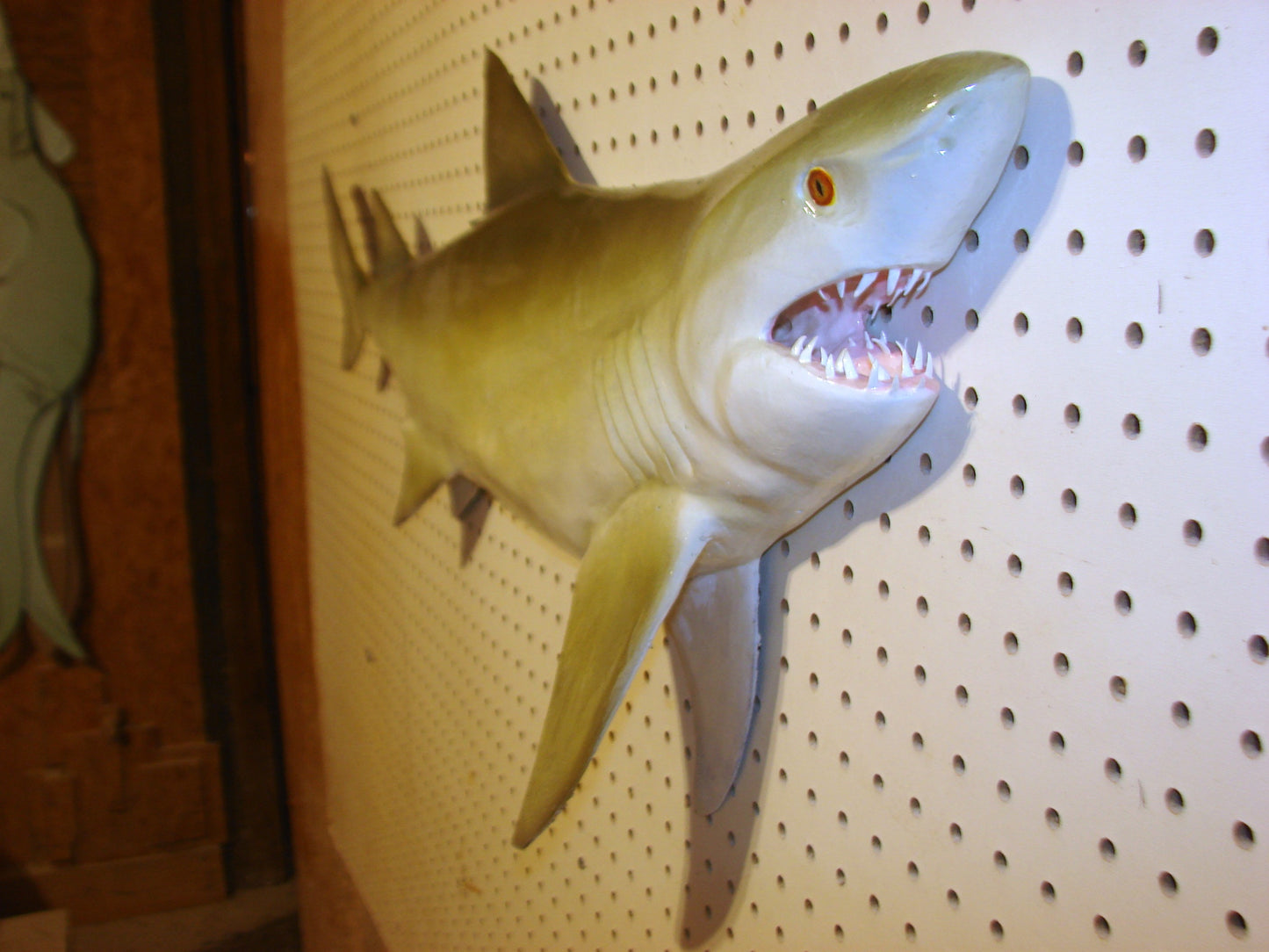 Lemon Shark Fish Mount FREE SHIPPING