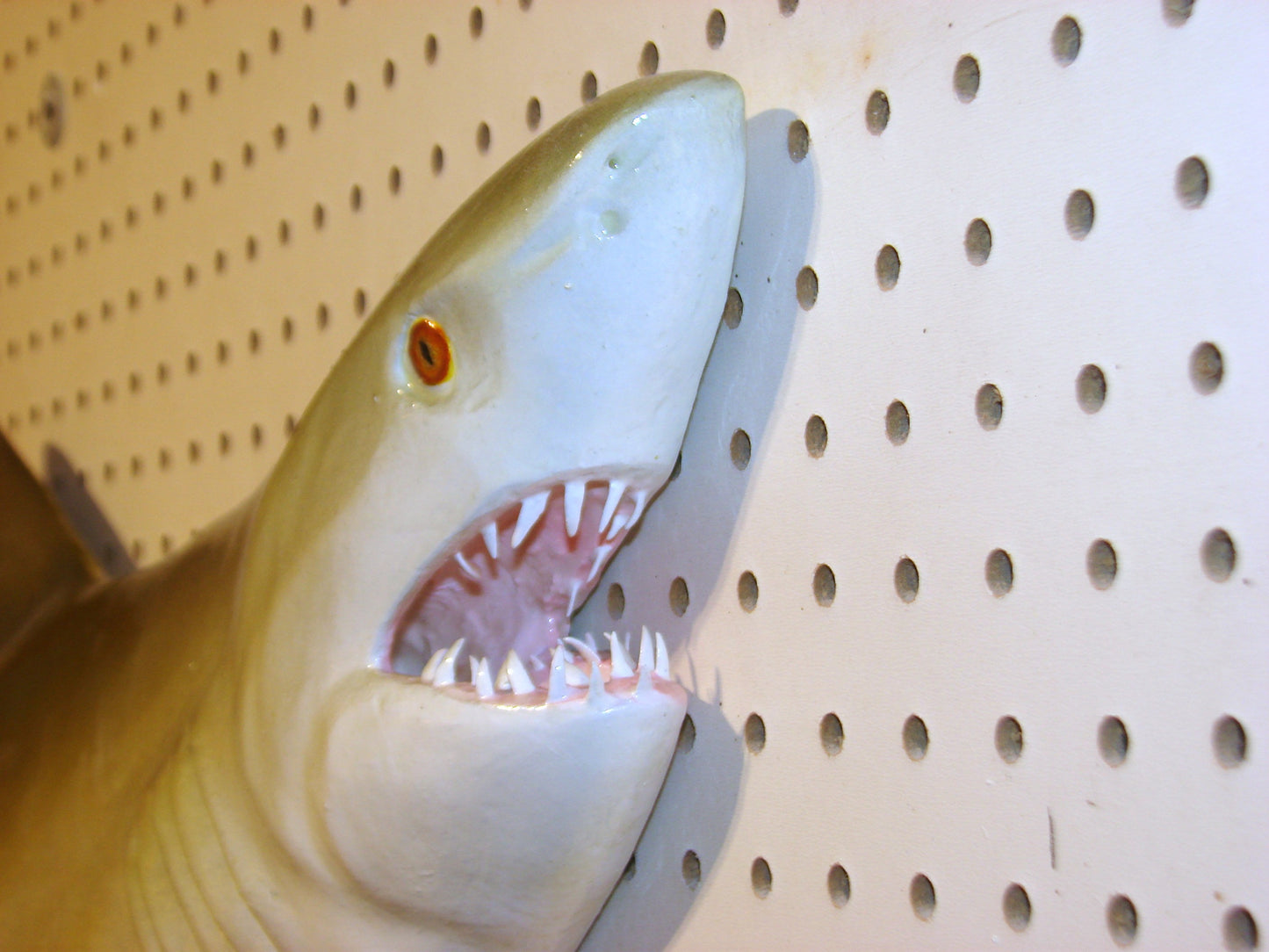 Lemon Shark Fish Mount FREE SHIPPING