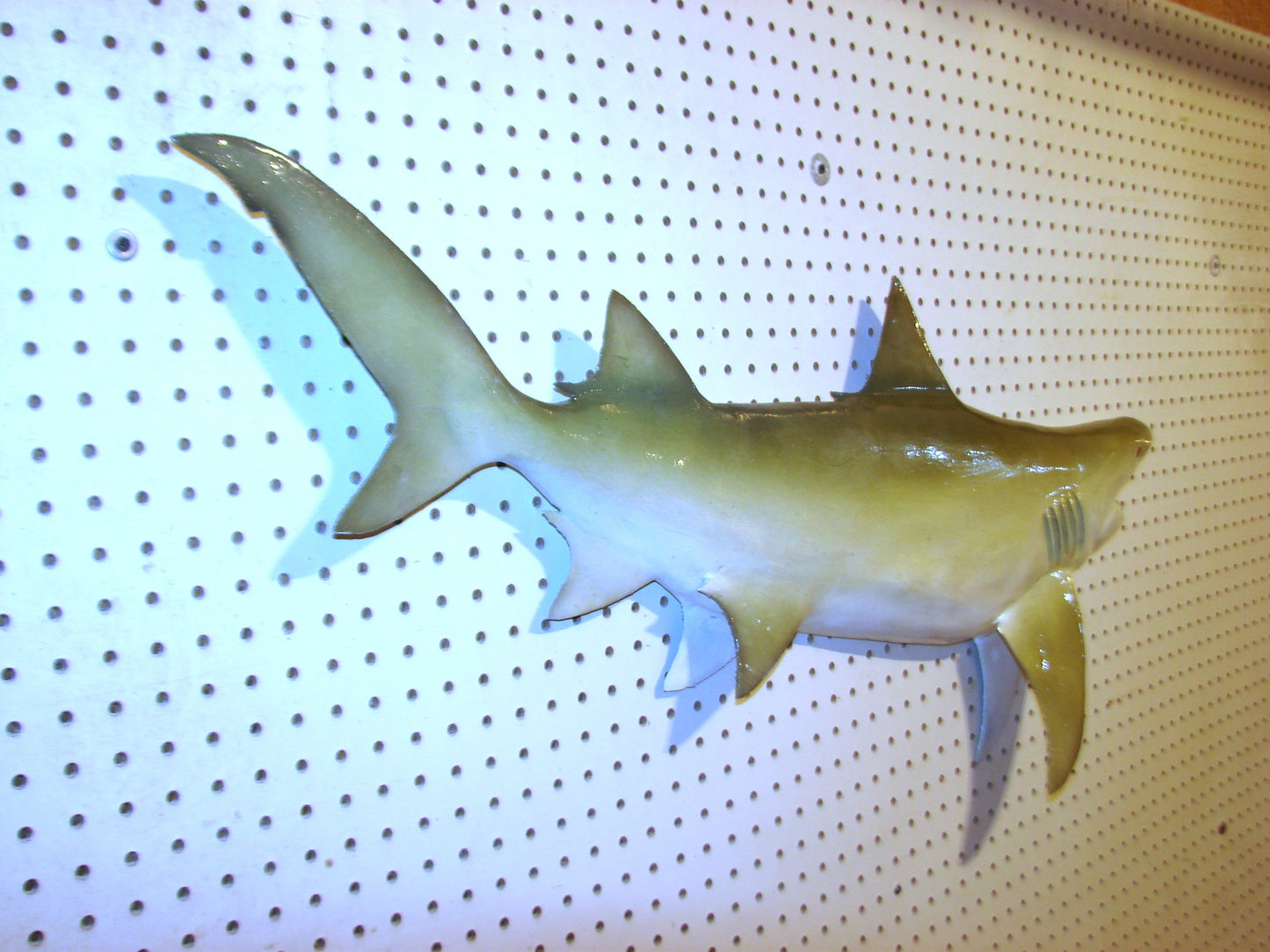 Lemon Shark Fish Mount FREE SHIPPING