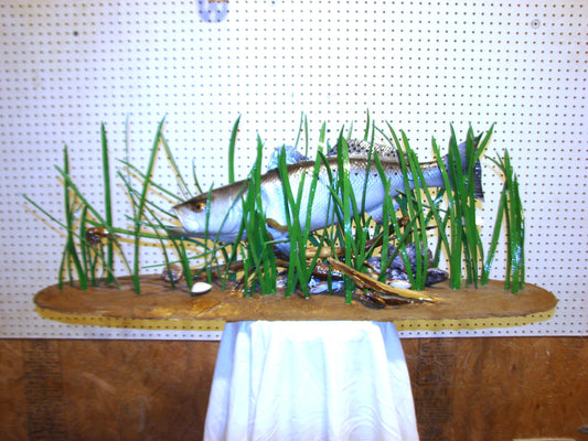Speckled Sea Trout Fully 3D Scene  FREE SHIPPING