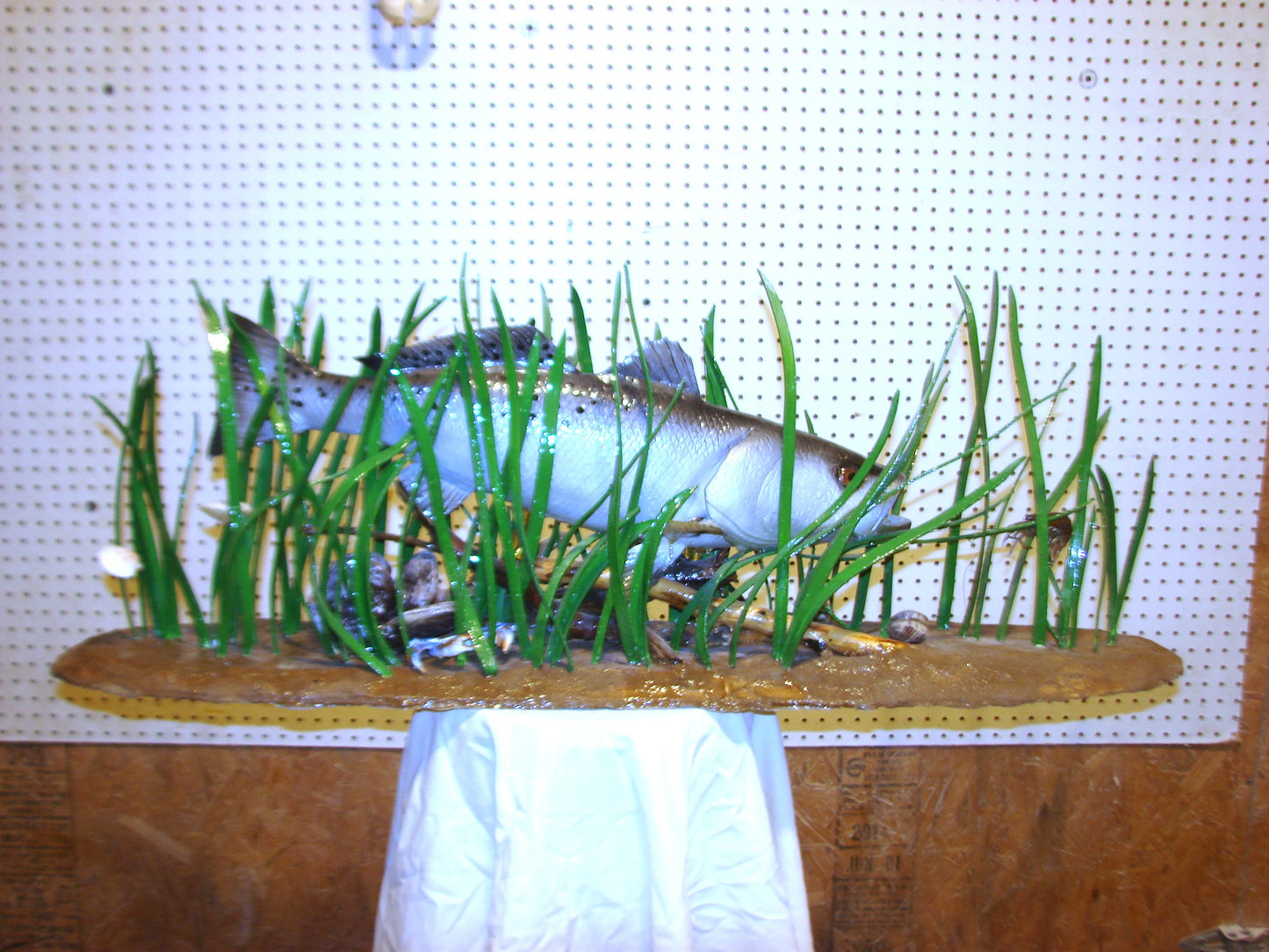 Speckled Sea Trout Fully 3D Scene  FREE SHIPPING