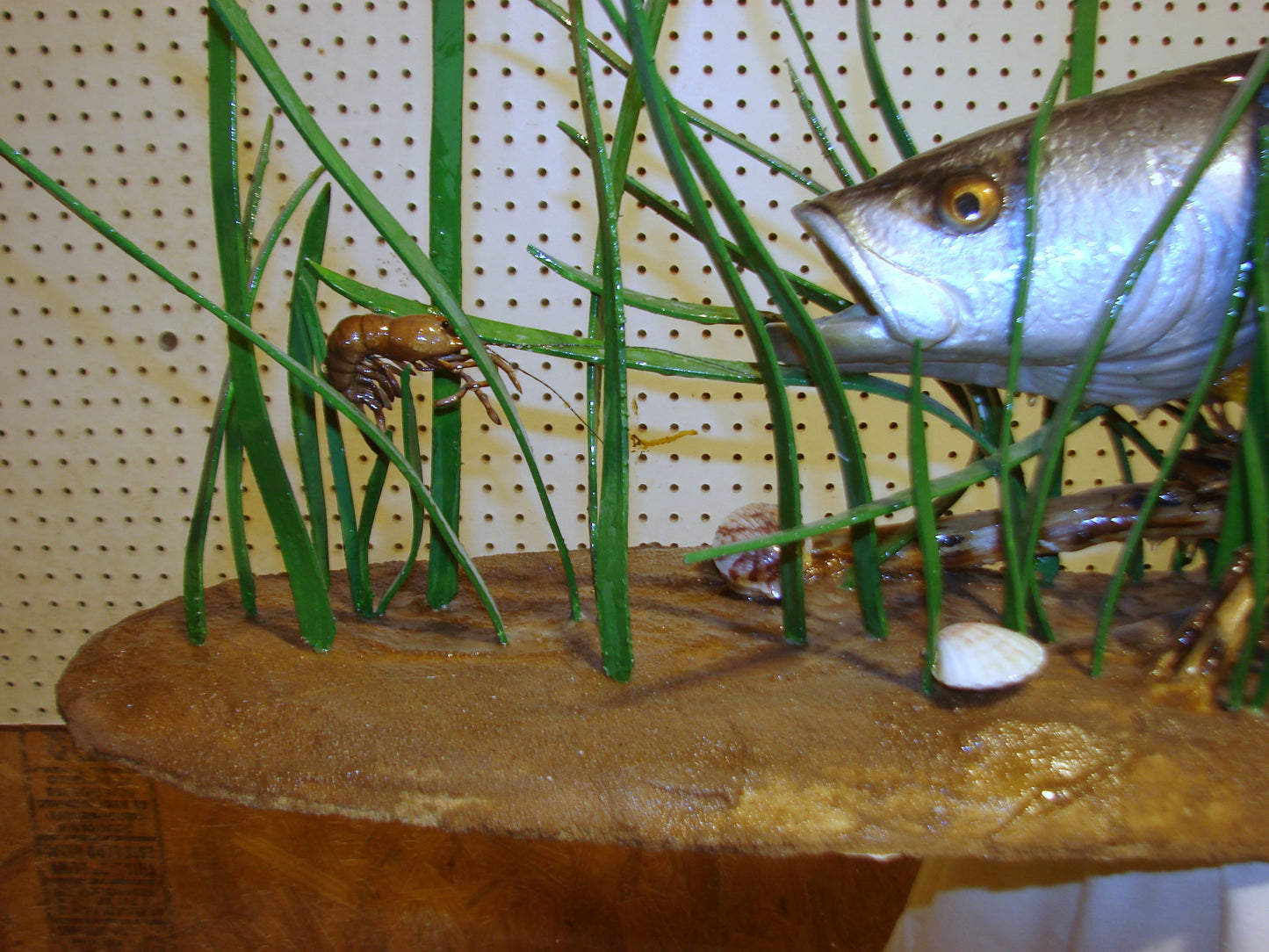 Speckled Sea Trout Fully 3D Scene  FREE SHIPPING