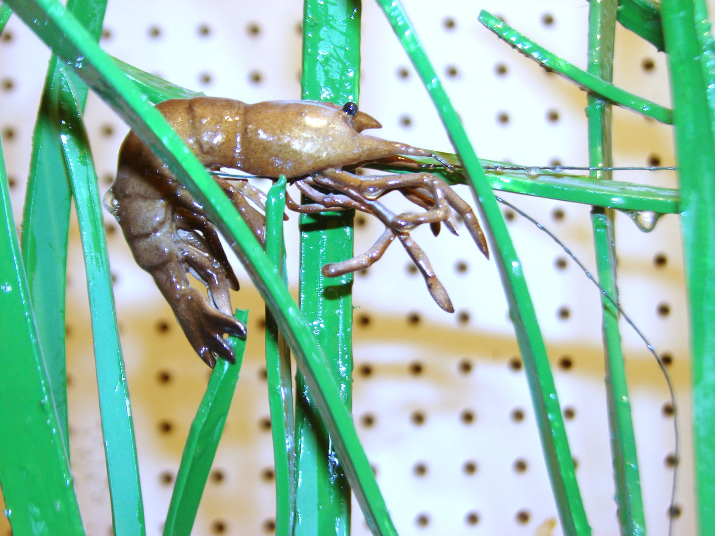 Speckled Sea Trout Fully 3D Scene  FREE SHIPPING