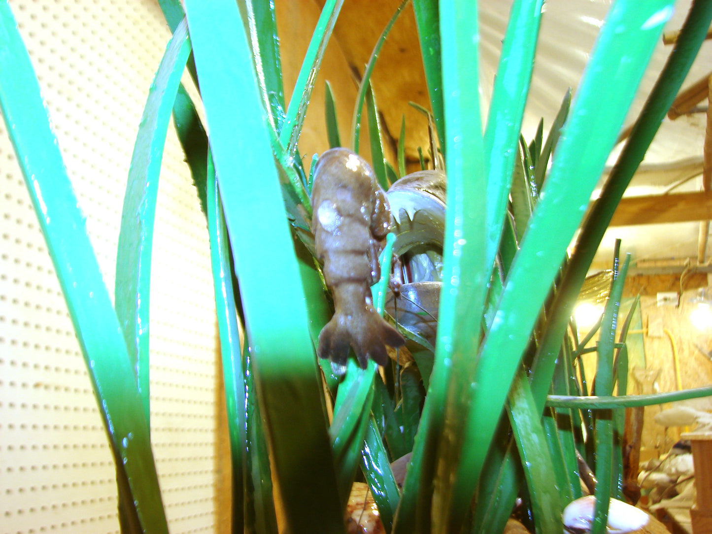 Speckled Sea Trout Fully 3D Scene  FREE SHIPPING