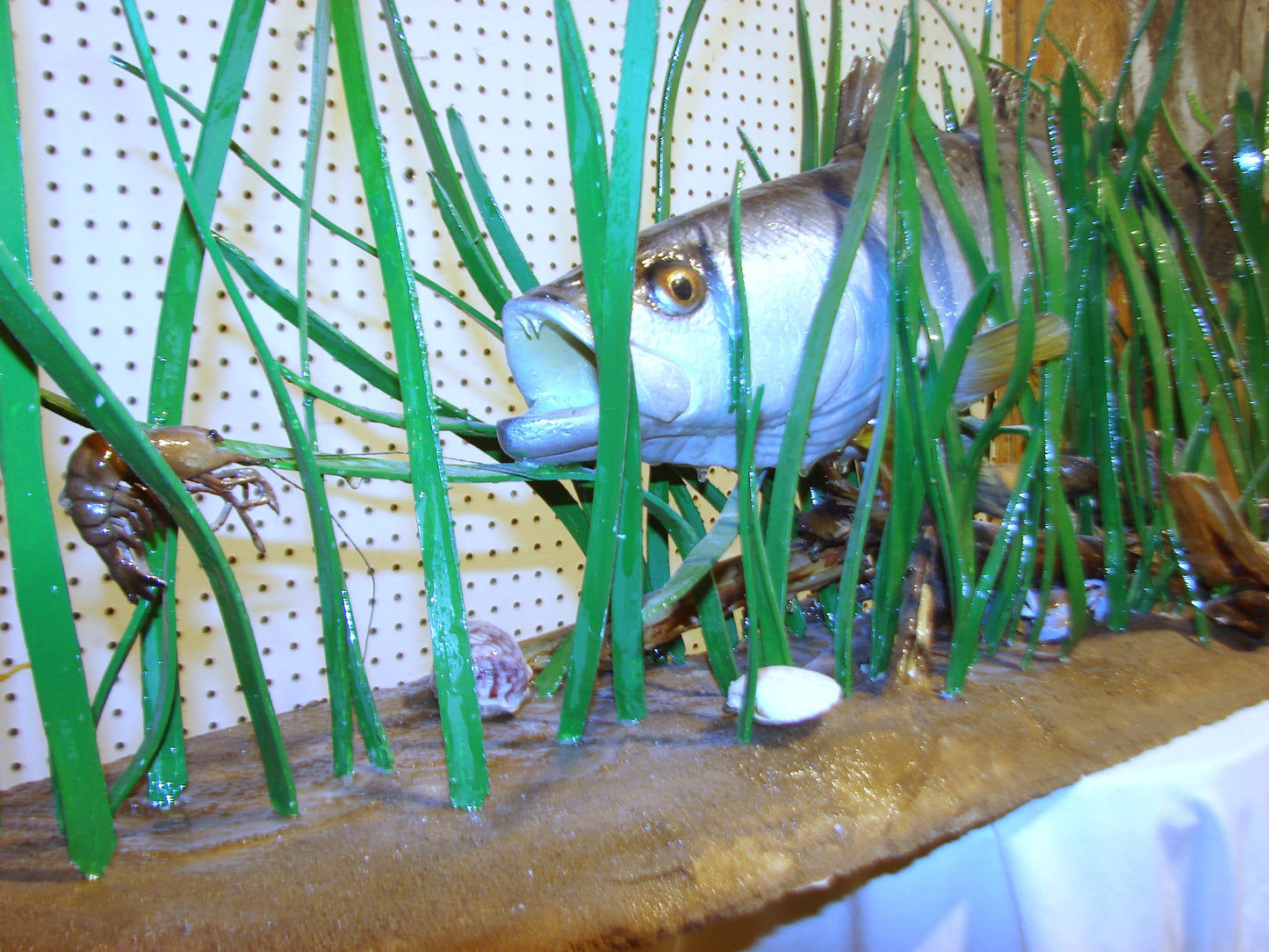 Speckled Sea Trout Fully 3D Scene  FREE SHIPPING