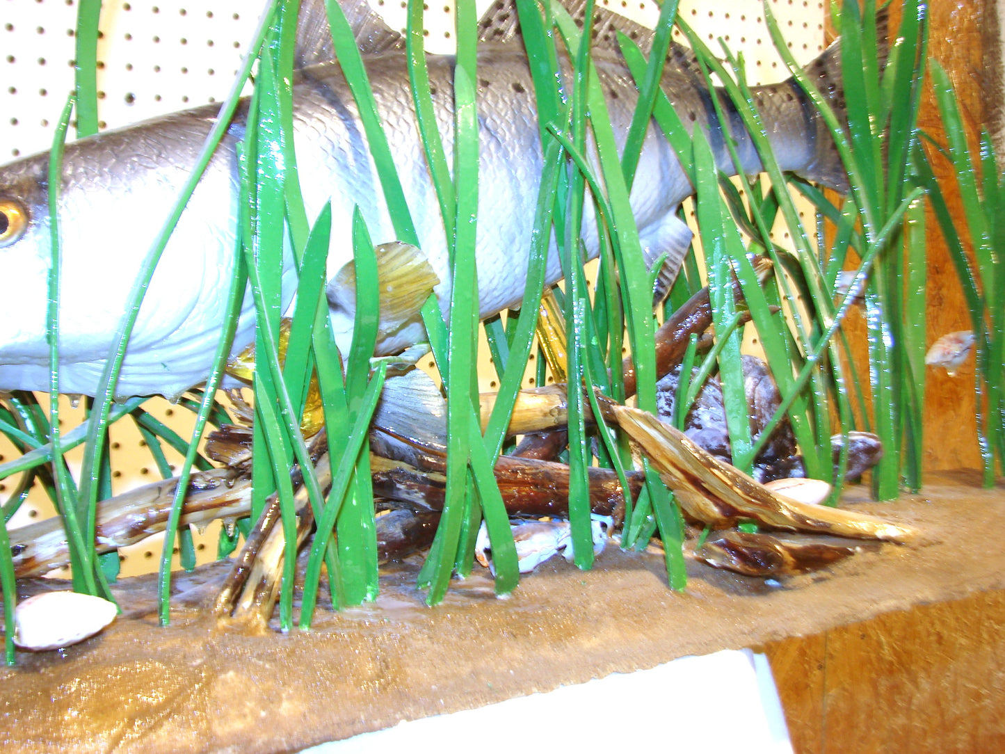 Speckled Sea Trout Fully 3D Scene  FREE SHIPPING