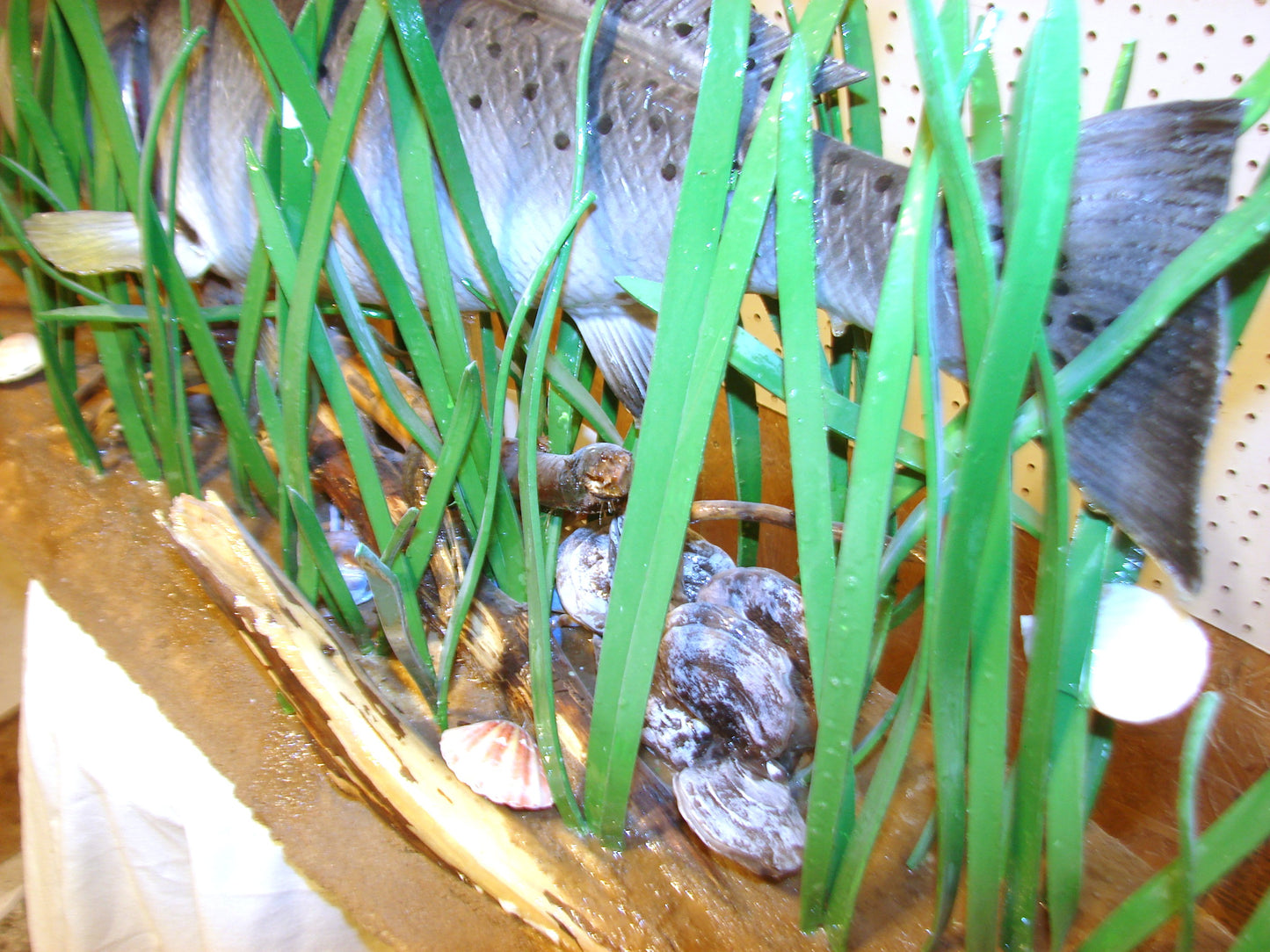 Speckled Sea Trout Fully 3D Scene  FREE SHIPPING