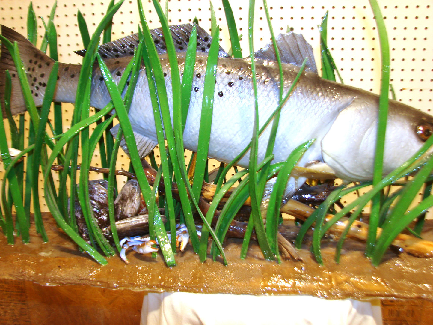 Speckled Sea Trout Fully 3D Scene  FREE SHIPPING