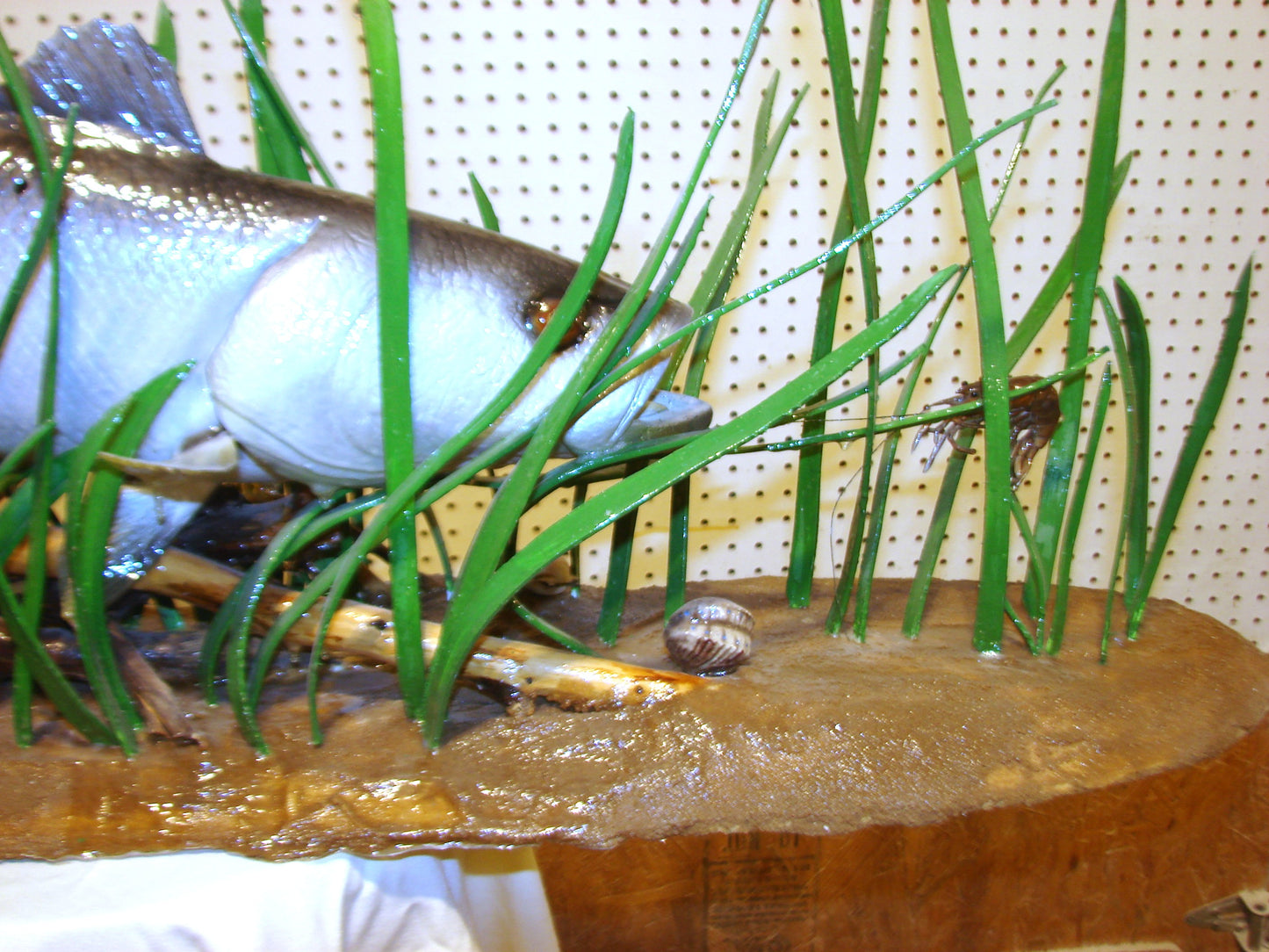 Speckled Sea Trout Fully 3D Scene  FREE SHIPPING