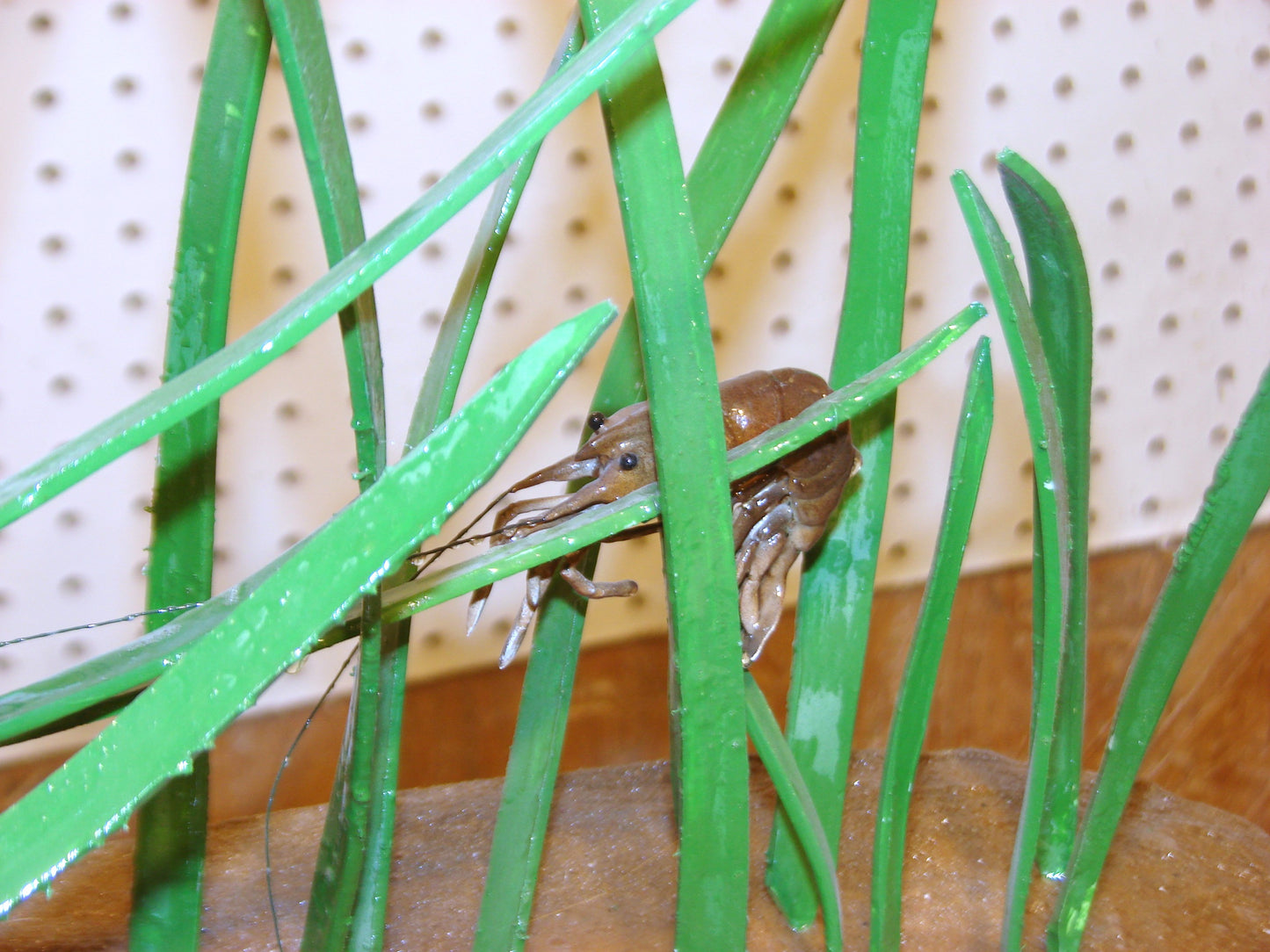 Speckled Sea Trout Fully 3D Scene  FREE SHIPPING