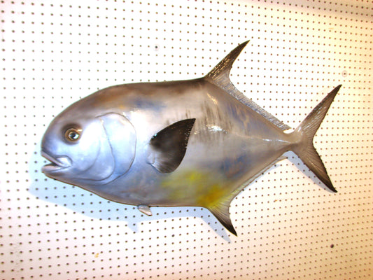 42" Permit FREE SHIPPING