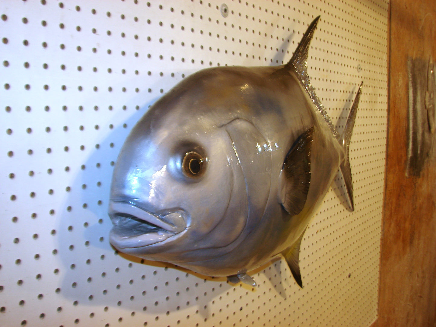 42" Permit FREE SHIPPING