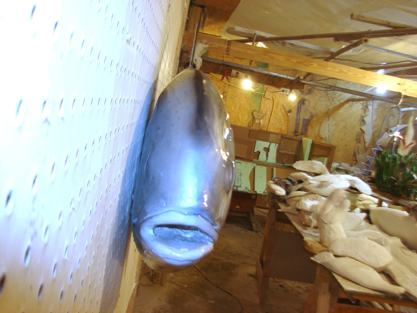 42" Permit FREE SHIPPING