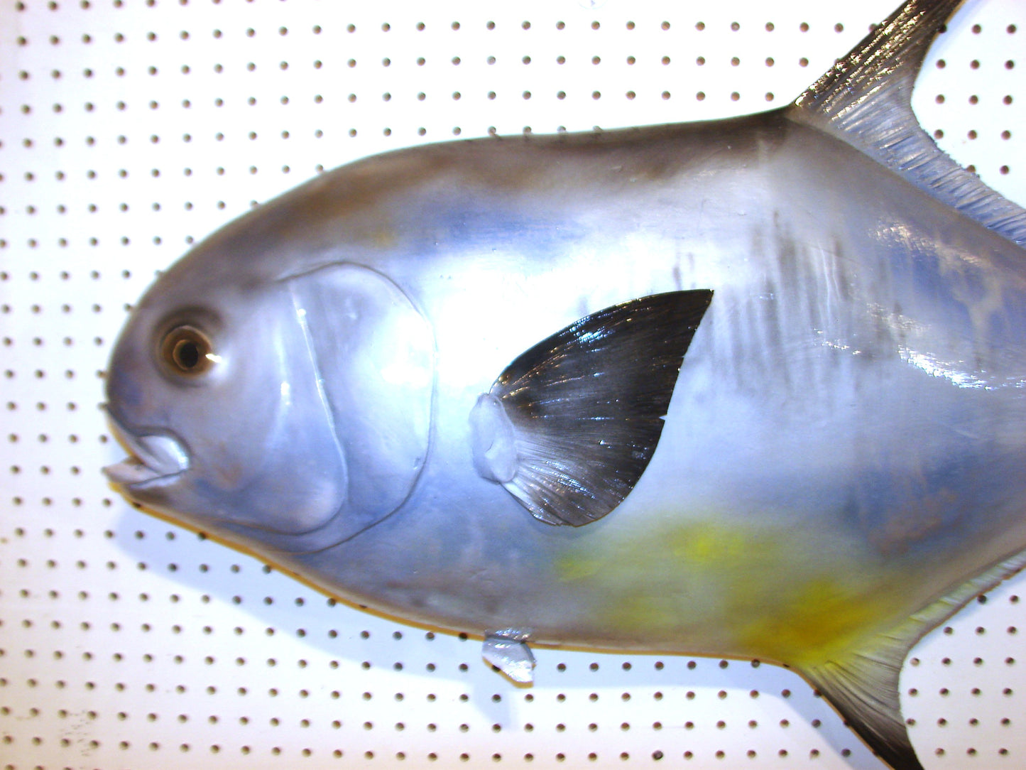 42" Permit FREE SHIPPING