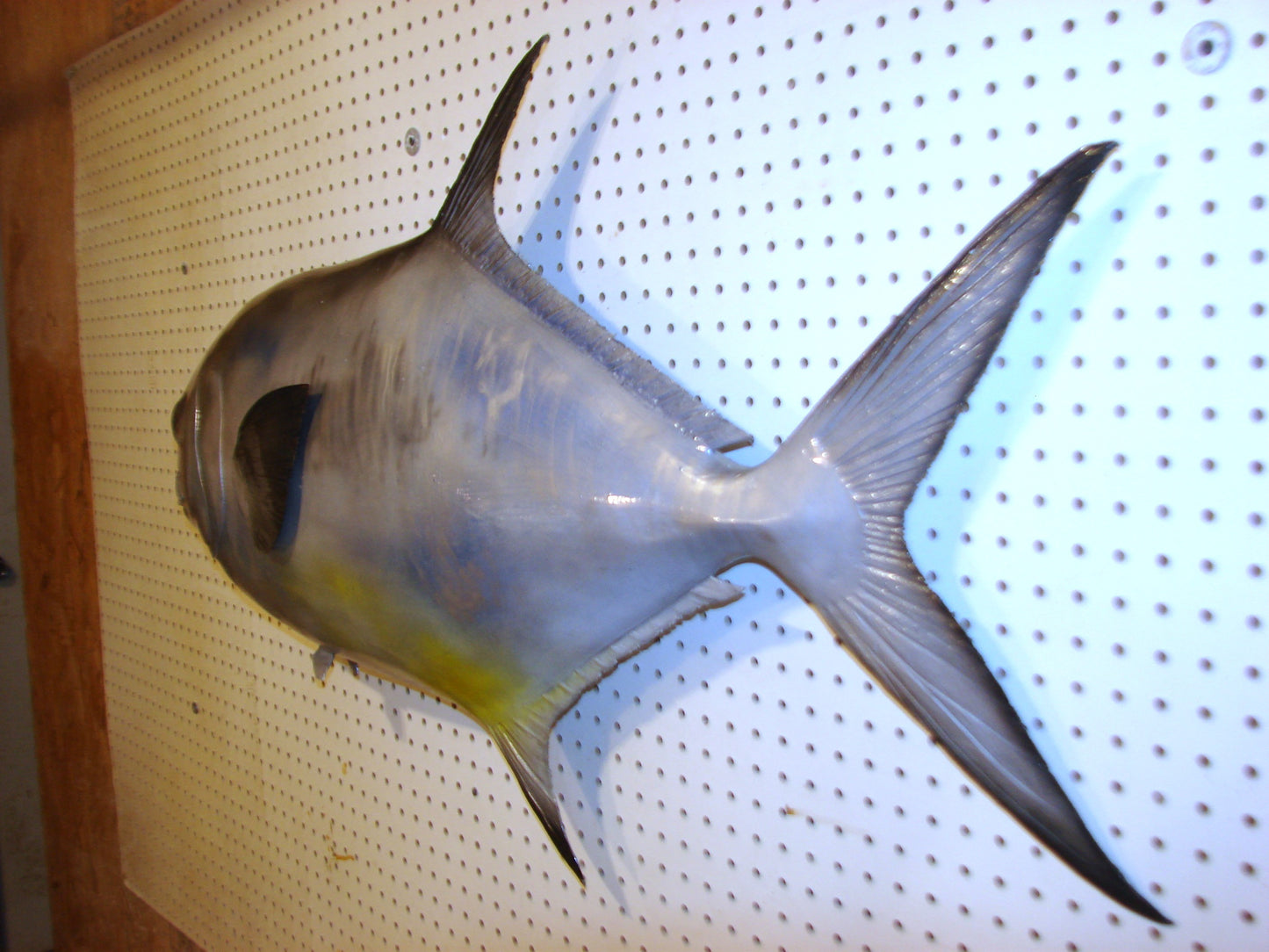 42" Permit FREE SHIPPING