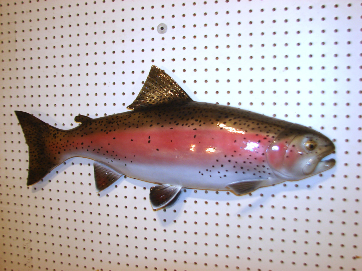 30" Rainbow Trout FREE SHIPPING