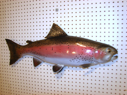 30" Rainbow Trout FREE SHIPPING