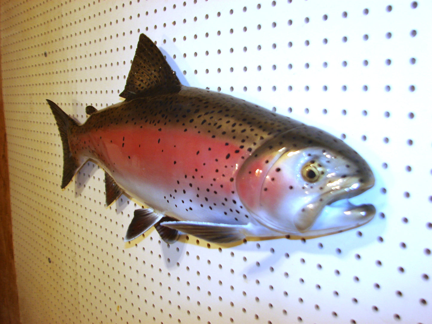 30" Rainbow Trout FREE SHIPPING