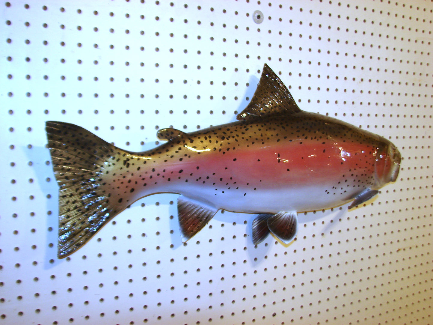 30" Rainbow Trout FREE SHIPPING