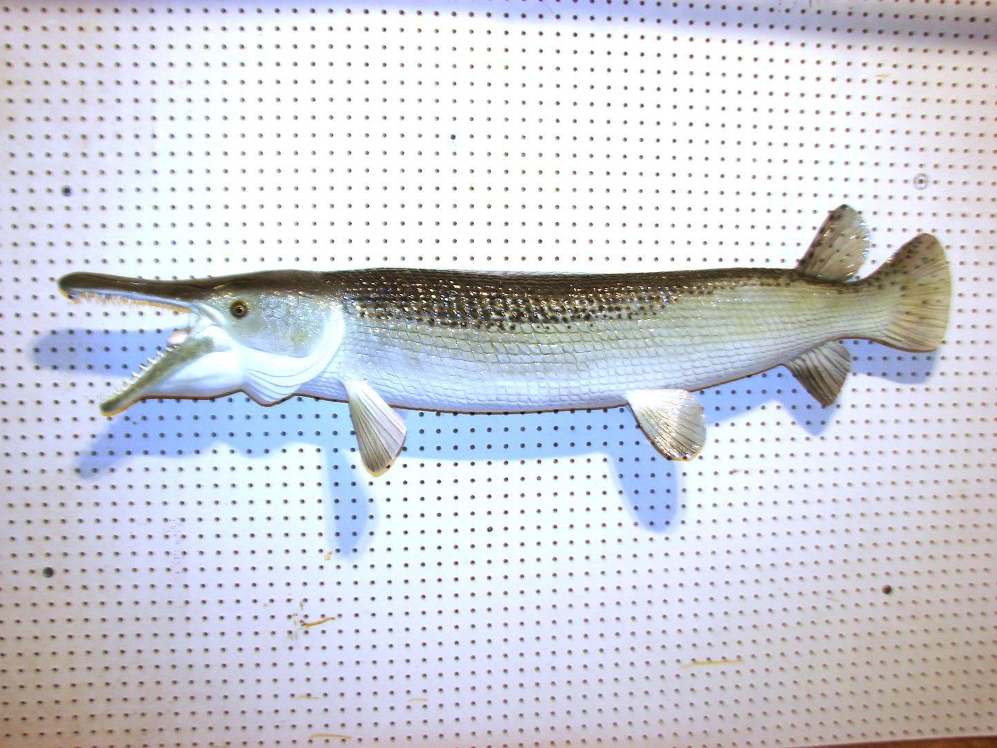 51" Alligator Gar FREE SHIPPING