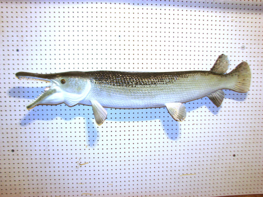 51" Alligator Gar FREE SHIPPING
