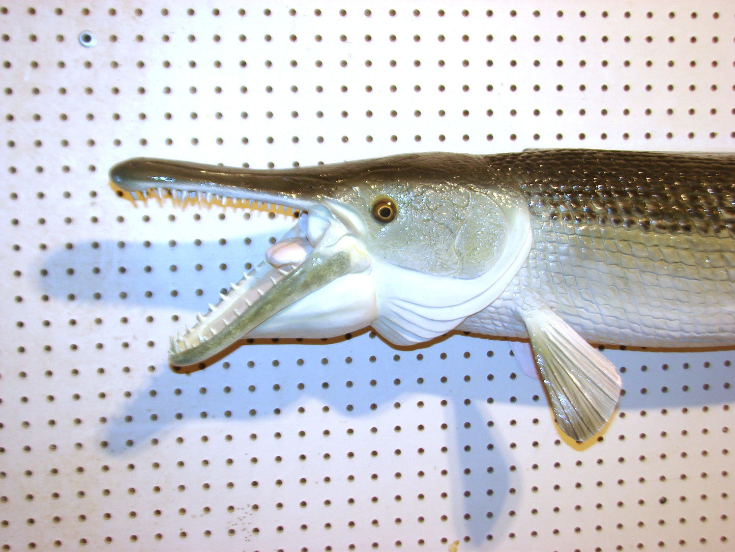 51" Alligator Gar FREE SHIPPING