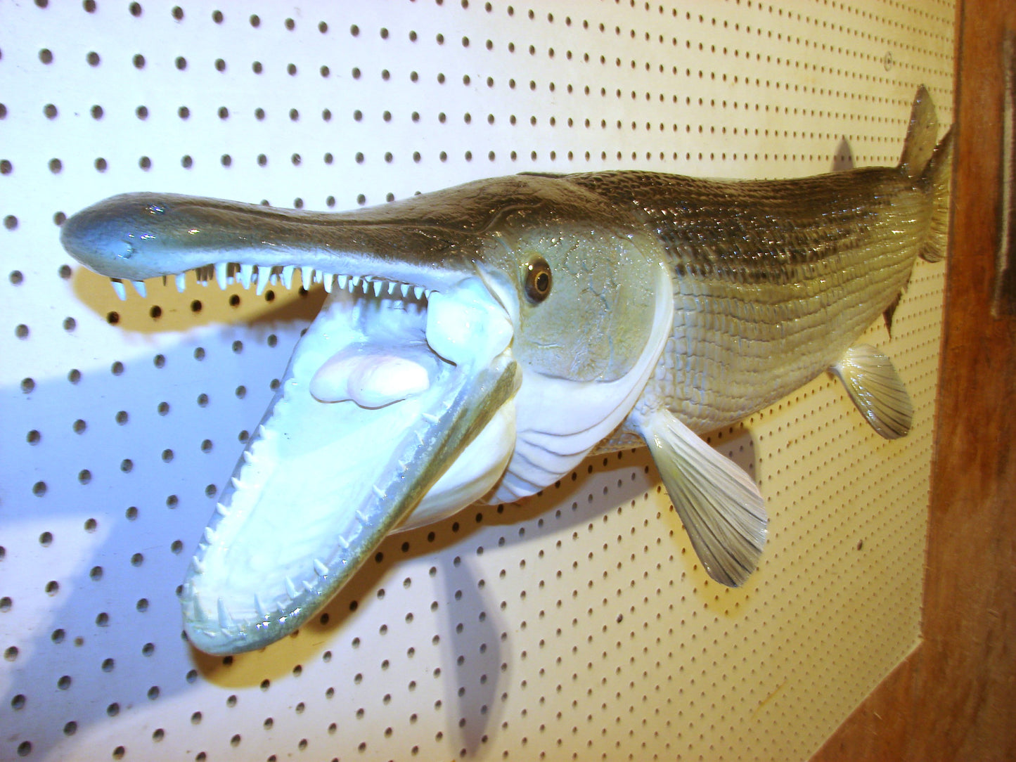 51" Alligator Gar FREE SHIPPING