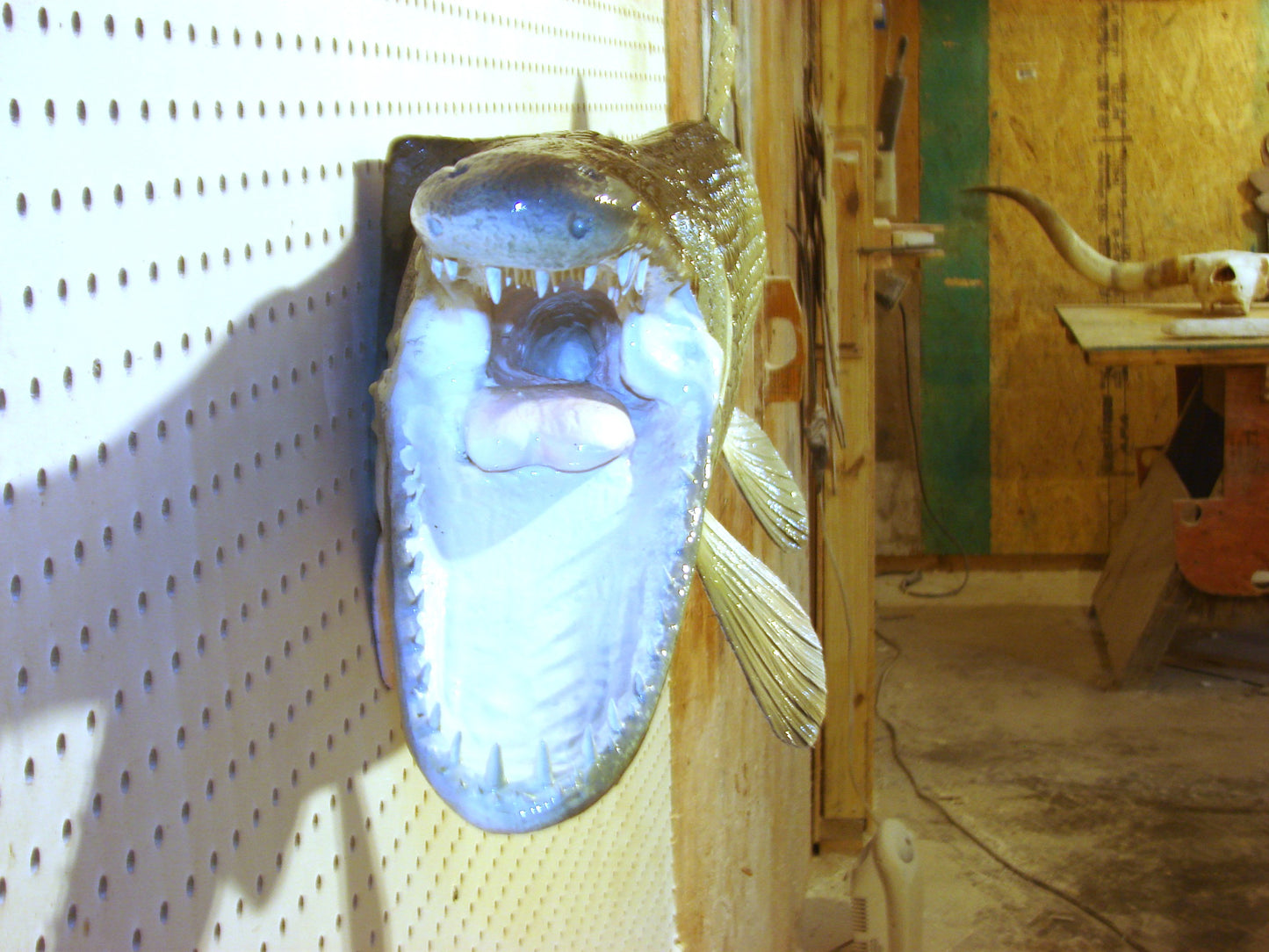 51" Alligator Gar FREE SHIPPING