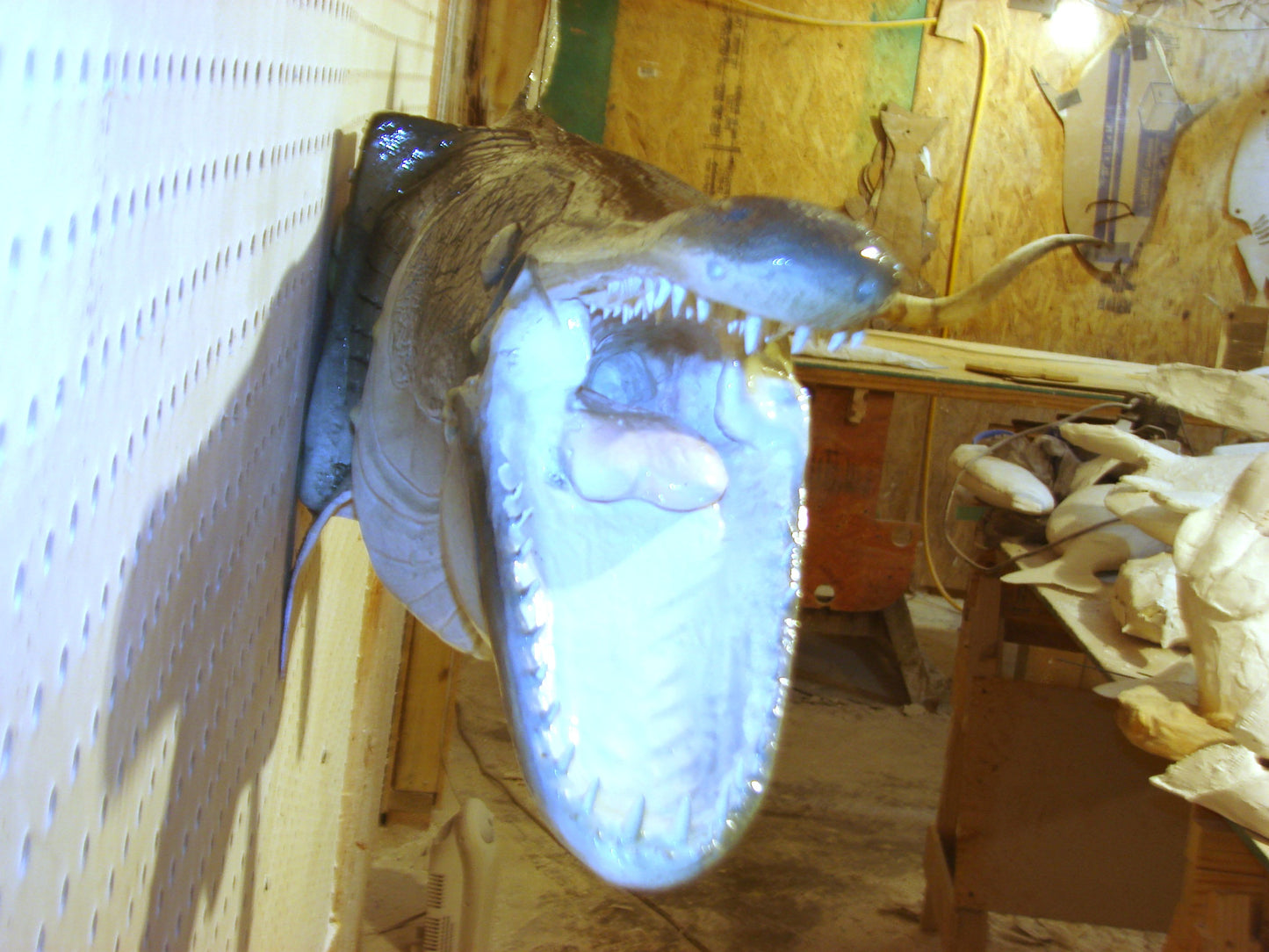 51" Alligator Gar FREE SHIPPING