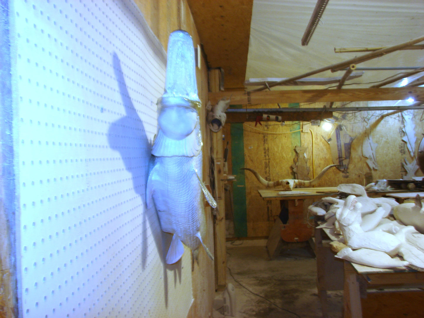 51" Alligator Gar FREE SHIPPING