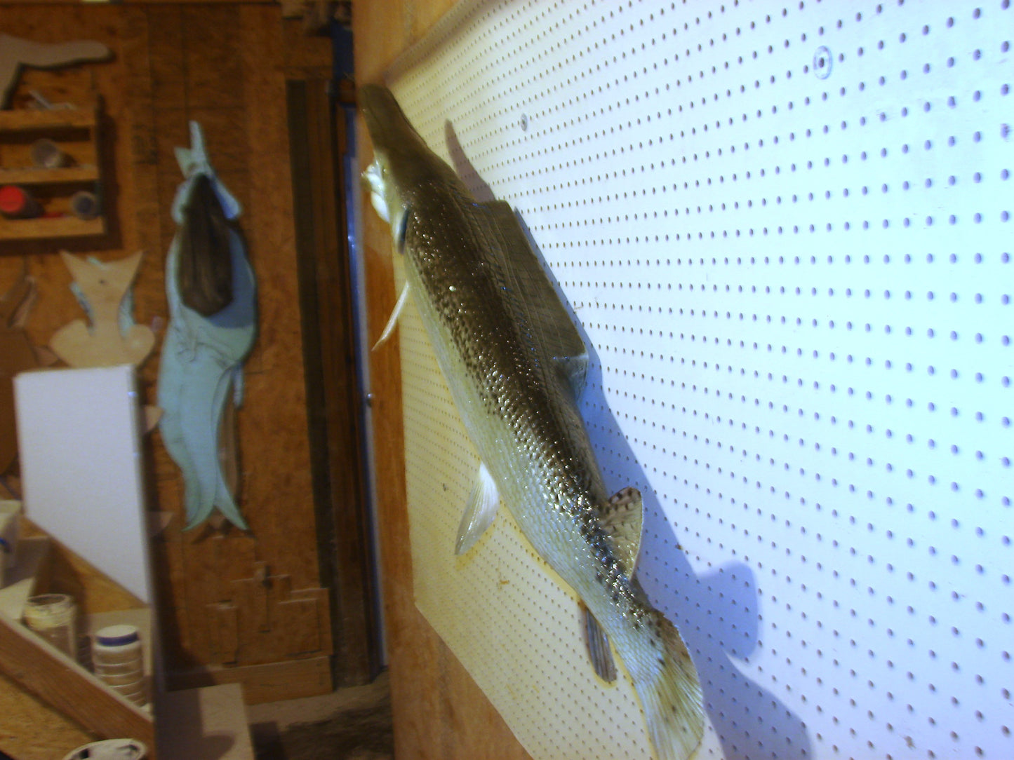 51" Alligator Gar FREE SHIPPING