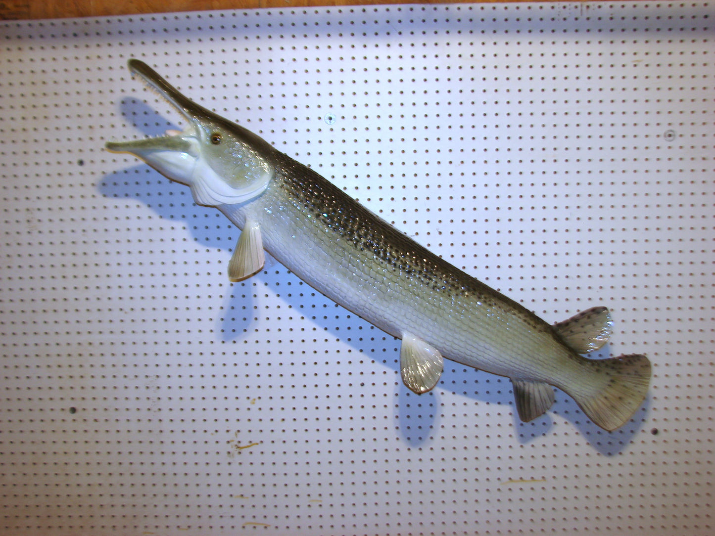 51" Alligator Gar FREE SHIPPING