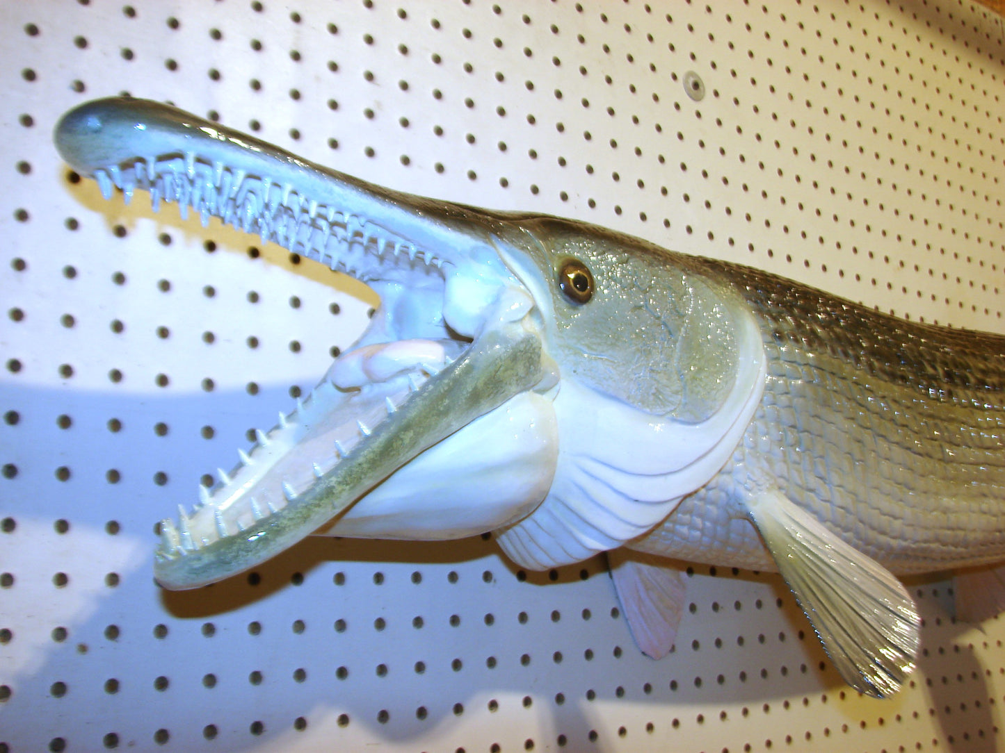51" Alligator Gar FREE SHIPPING