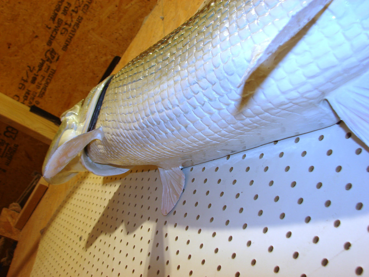 51" Alligator Gar FREE SHIPPING