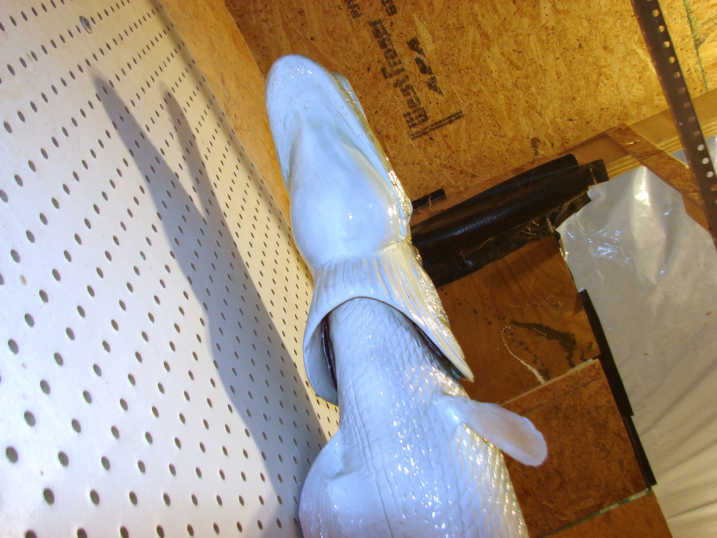 51" Alligator Gar FREE SHIPPING