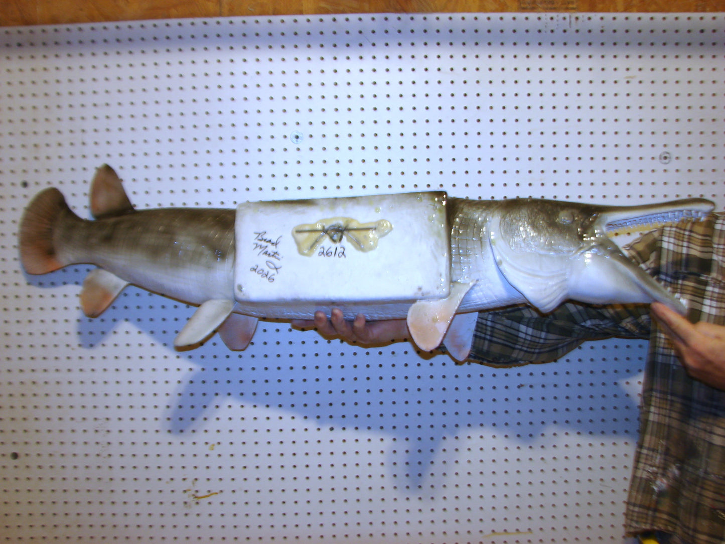 51" Alligator Gar FREE SHIPPING