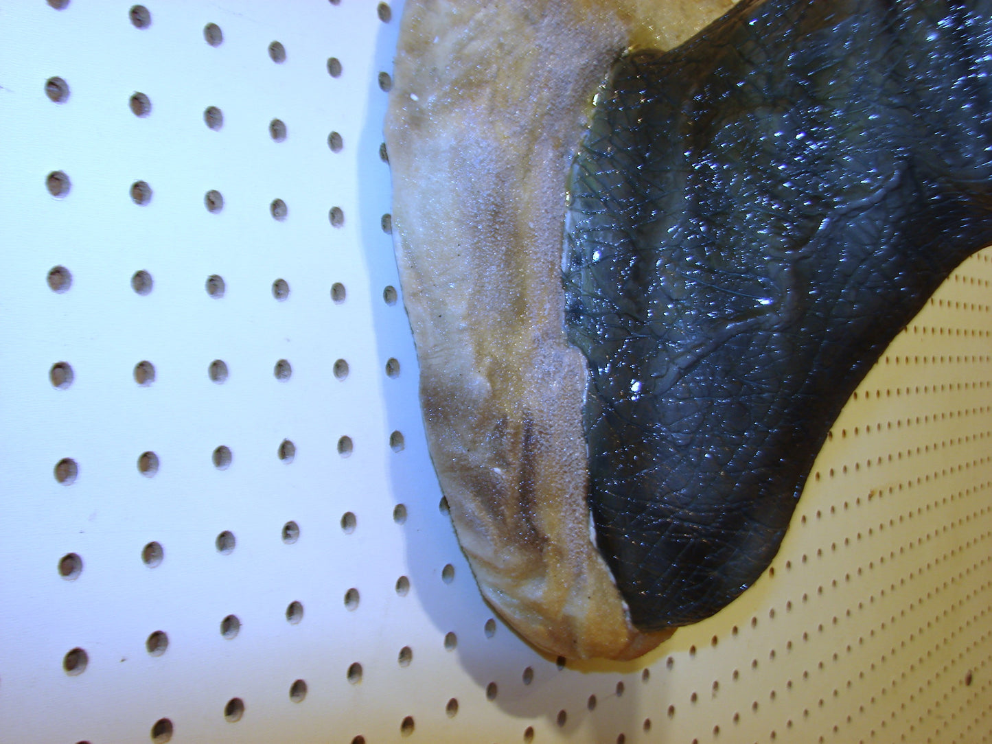Tyrannosaurus Rex 3d Head Mount FREE SHIPPING