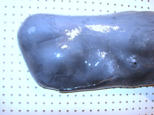 36" Sperm Whale FREE SHIPPING