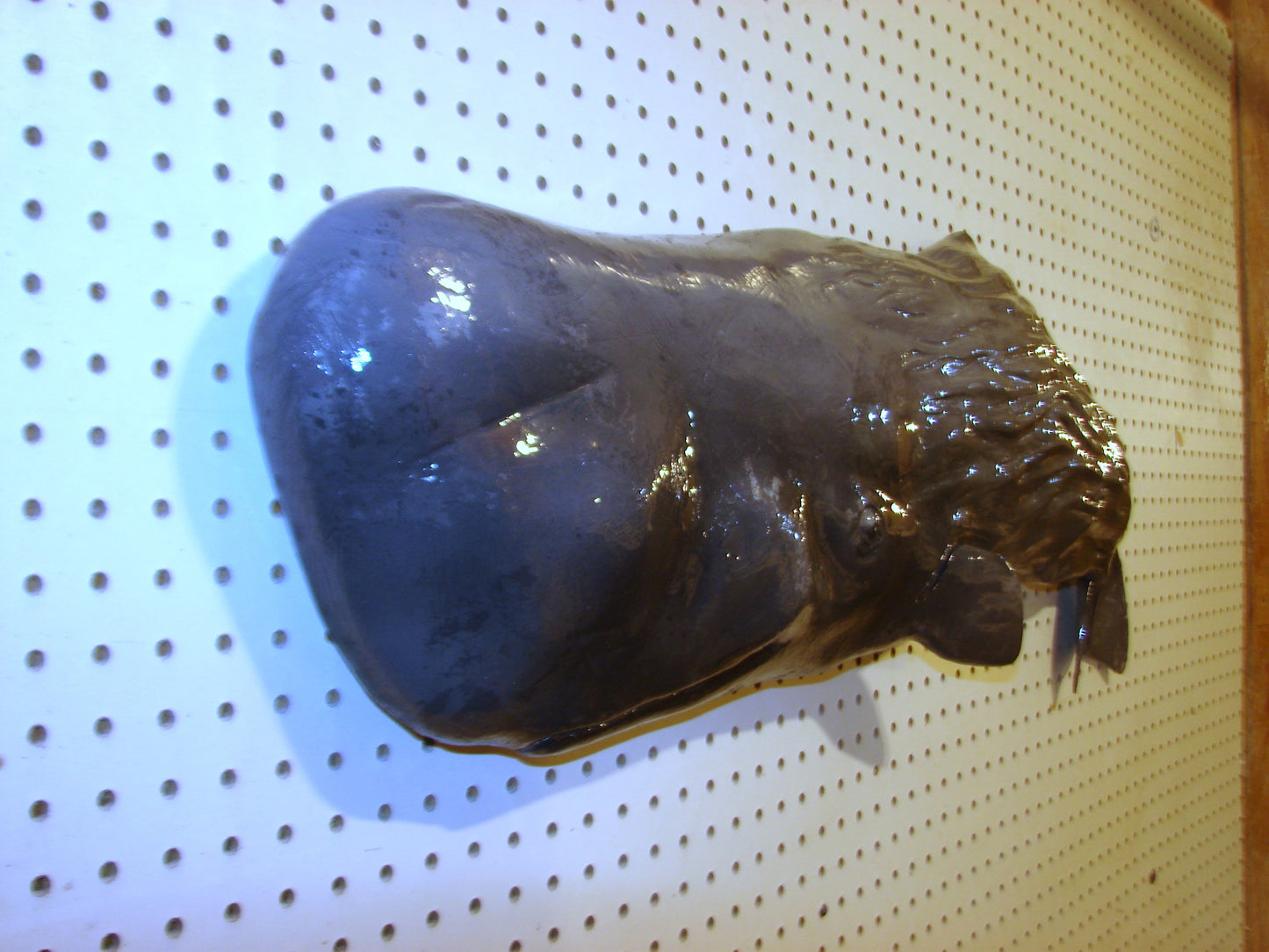 36" Sperm Whale FREE SHIPPING