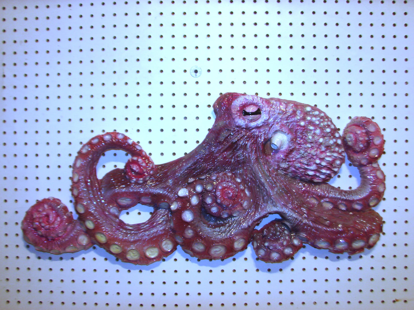 31" Octopus Wall Sculpture FREE SHIPPING