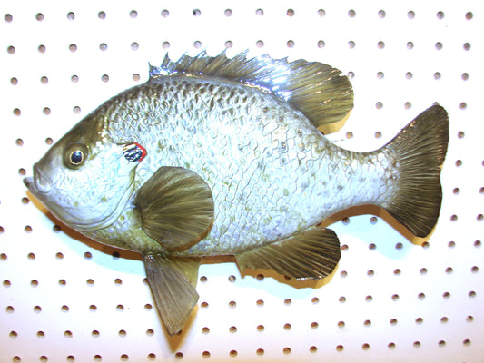 Shellcracker Fish Mount Freshwater Southern – libertywildlifeart