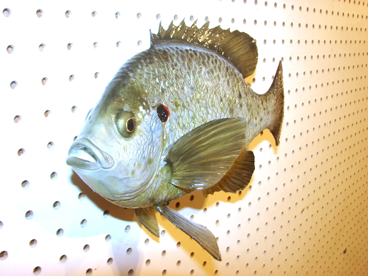 12" Shellcracker wall mount FREE SHIPPING
