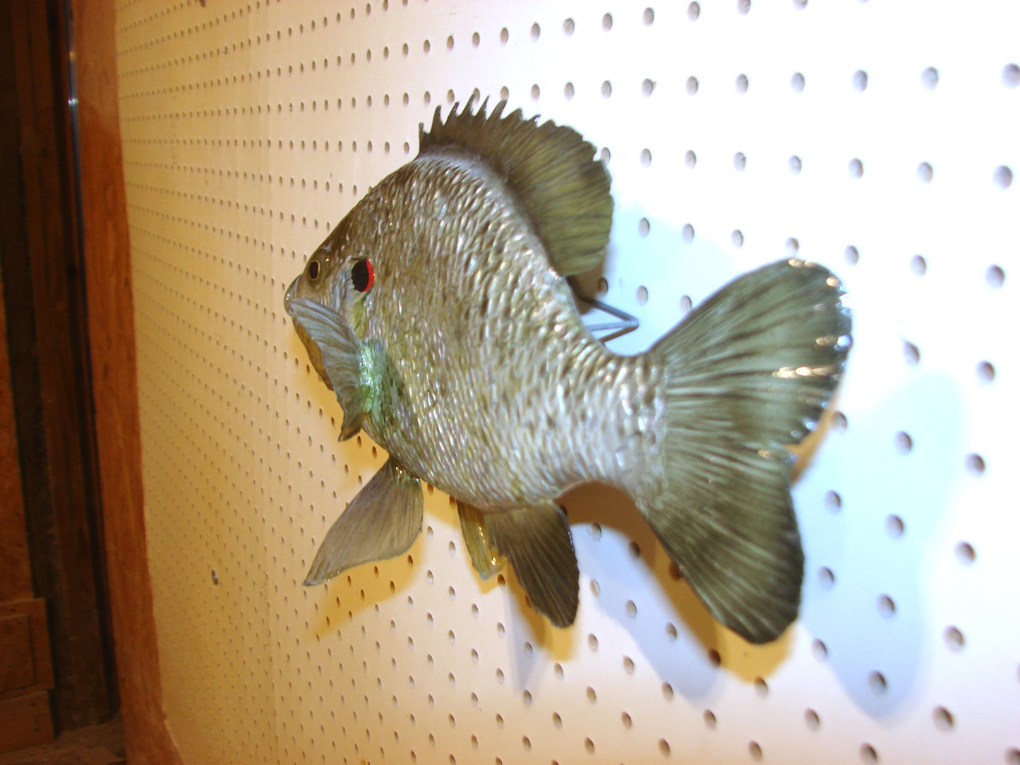 12" Shellcracker wall mount FREE SHIPPING