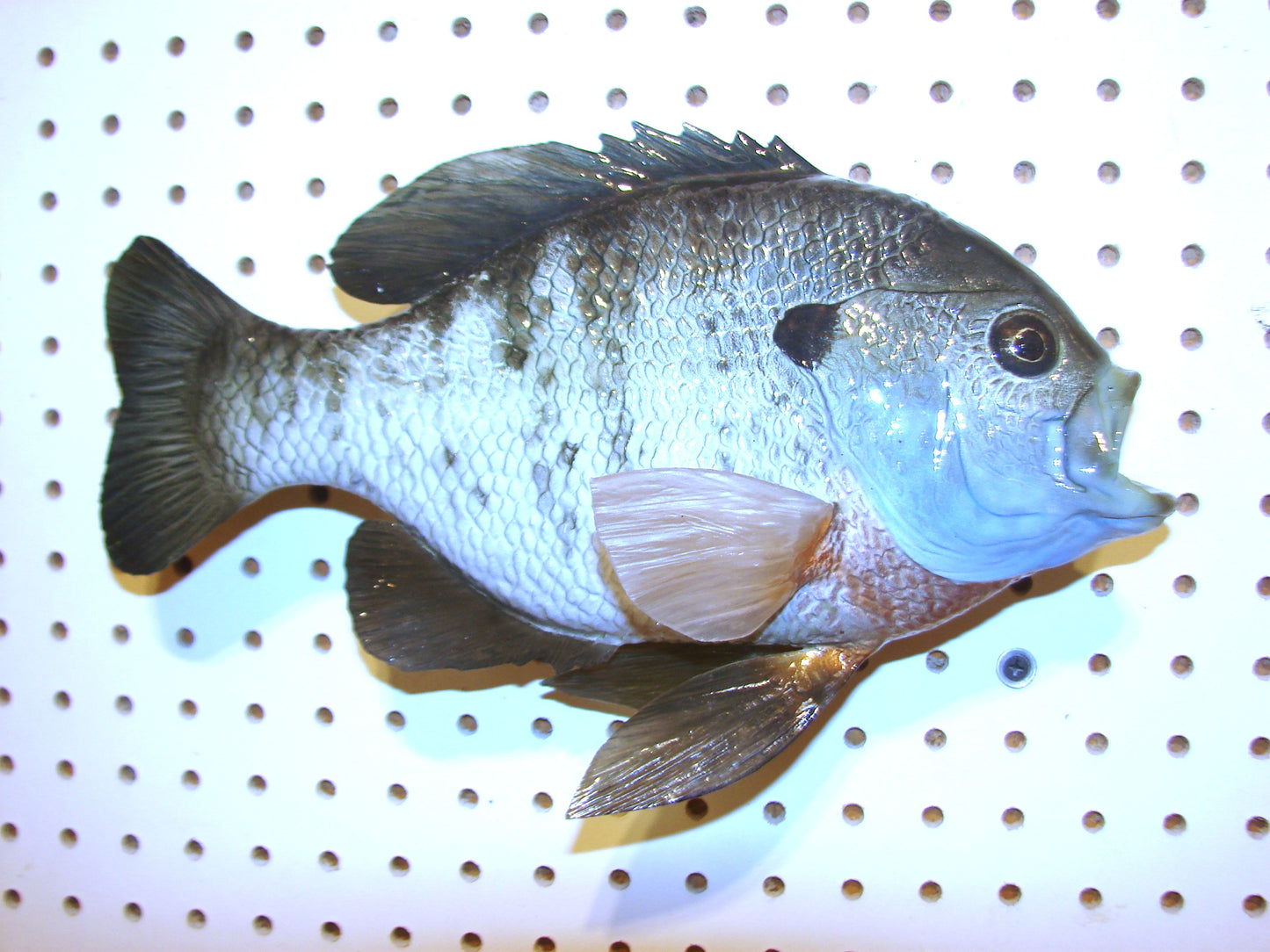 12.5" Bluegill wall mount FREE SHIPPING