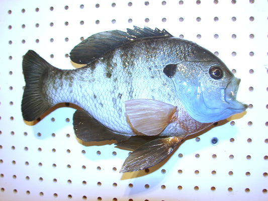 12.5" Bluegill wall mount FREE SHIPPING