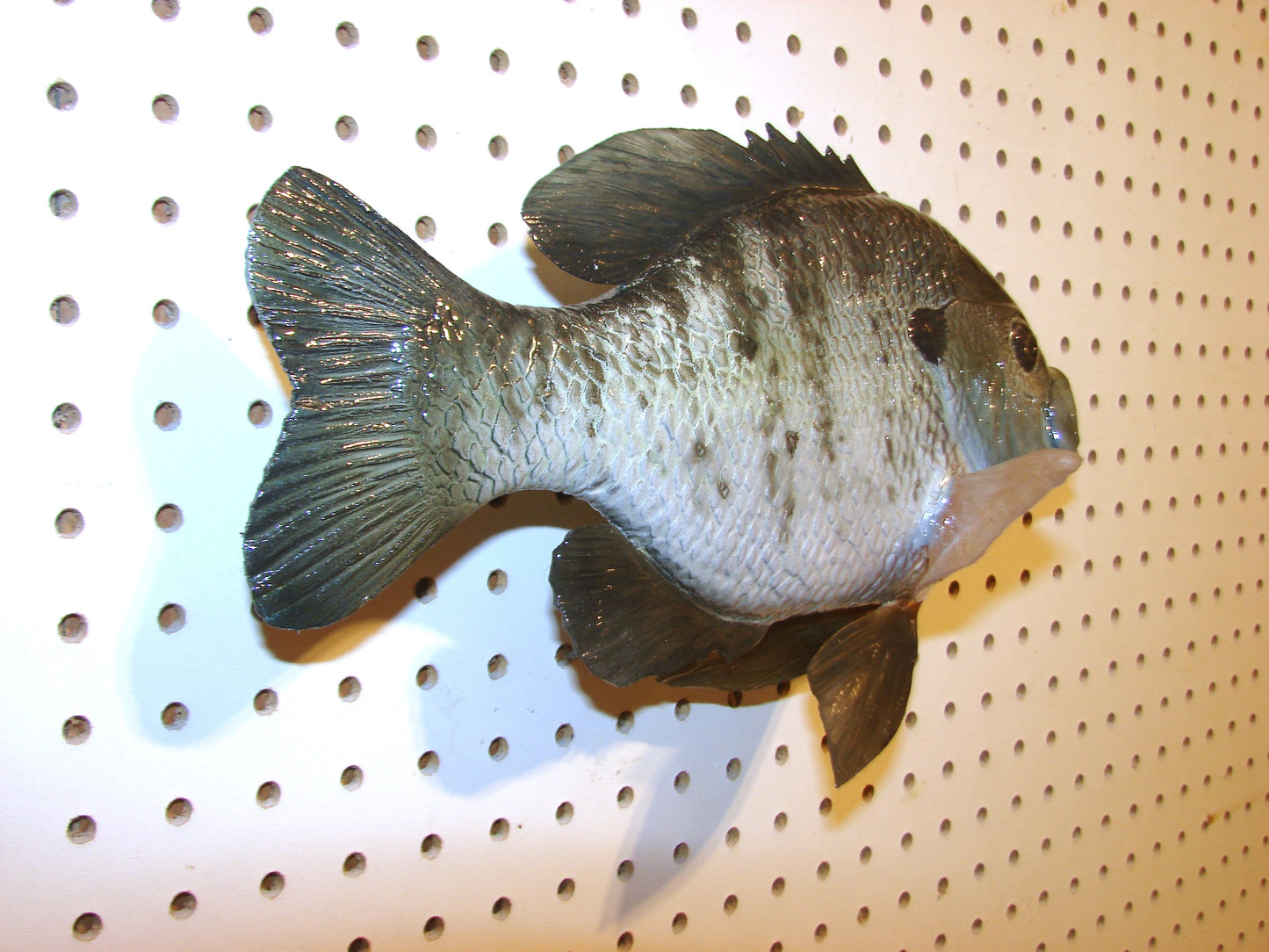 12.5" Bluegill wall mount FREE SHIPPING