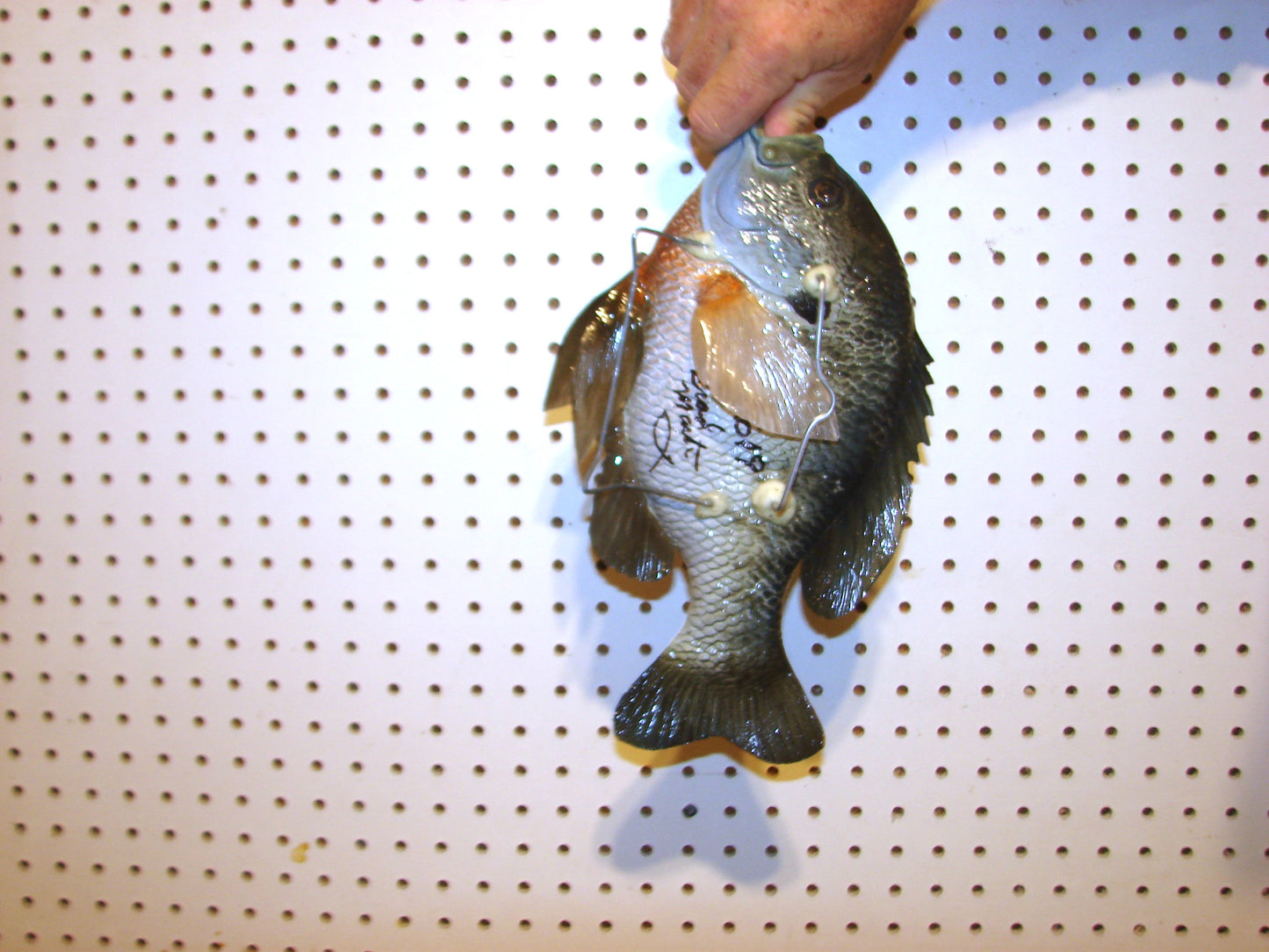 12.5" Bluegill wall mount FREE SHIPPING